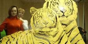 Тигры. Гравировка + сусальное золото. Стекло зеркально-тонированное. Золотая картина